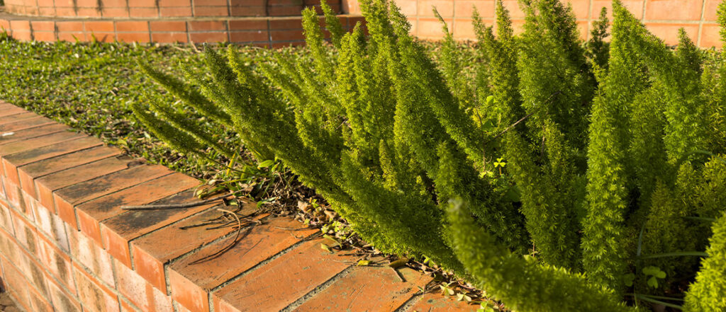 Nahaufnahme: Hochbeet aus Klinker mit dichter Bepflanzung, Detail von Ziegeln und Fugen