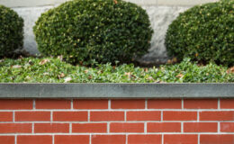 Niedrige Backsteinmauer mit Steinabdeckung, Buchsbaumkugeln und gepflegte erhöhte Rabatte am Haus